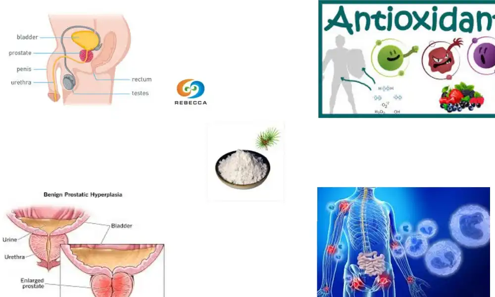 Natural Organic Saw Palmetto Extract for Prostate Health